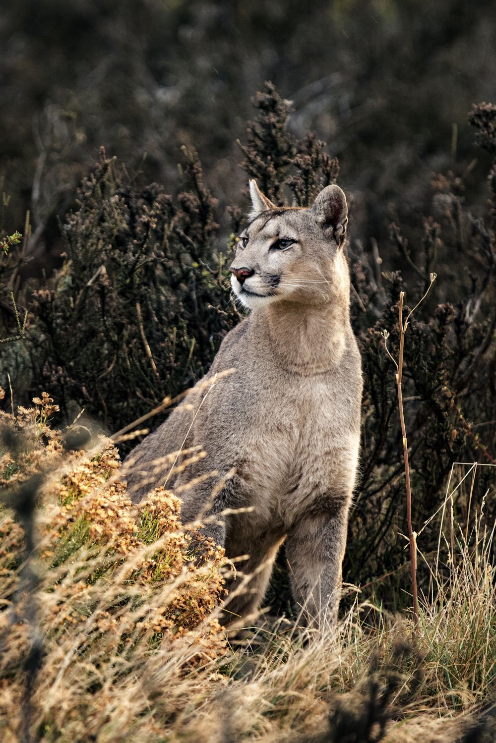 Puma