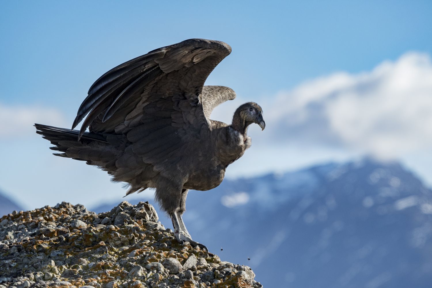Condor