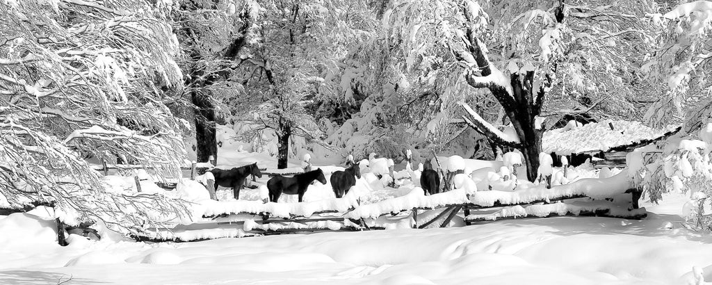Nobleza en invierno.