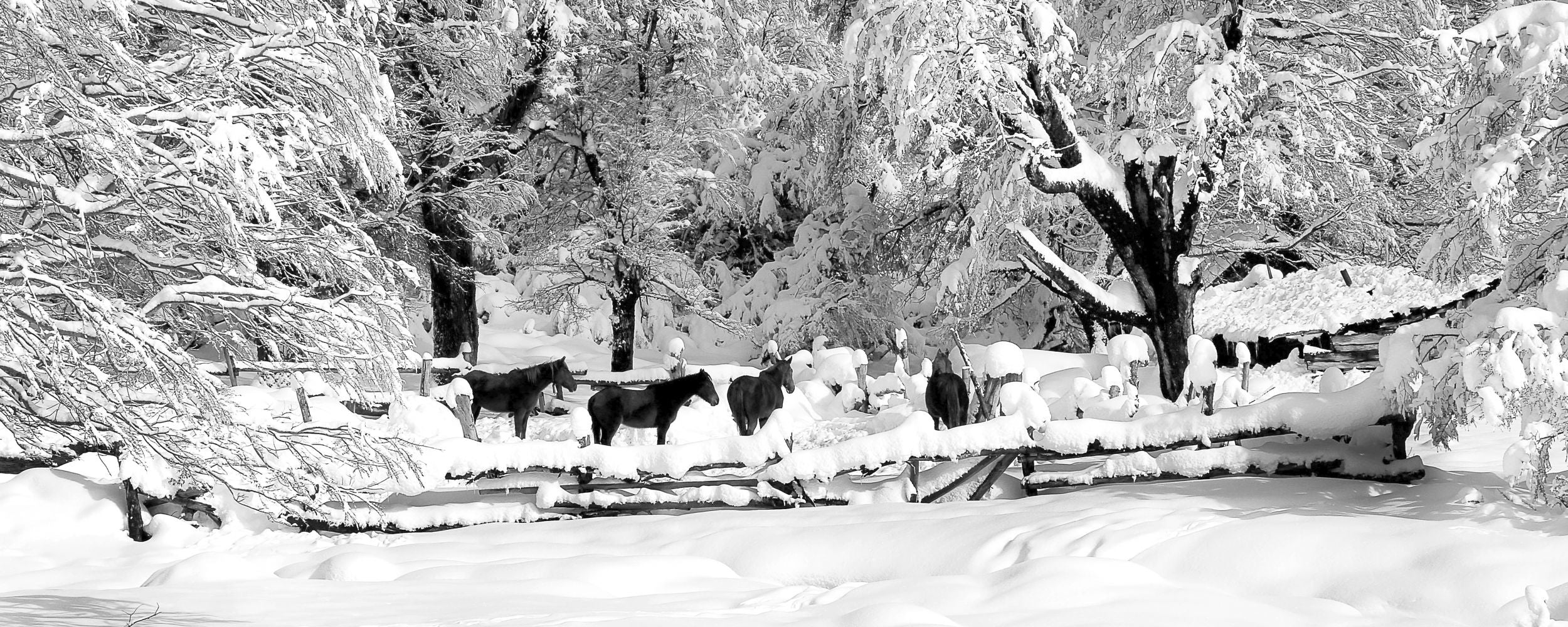 Nobleza en invierno.
