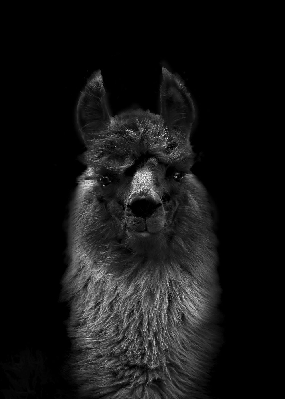 Mirada de una llama.