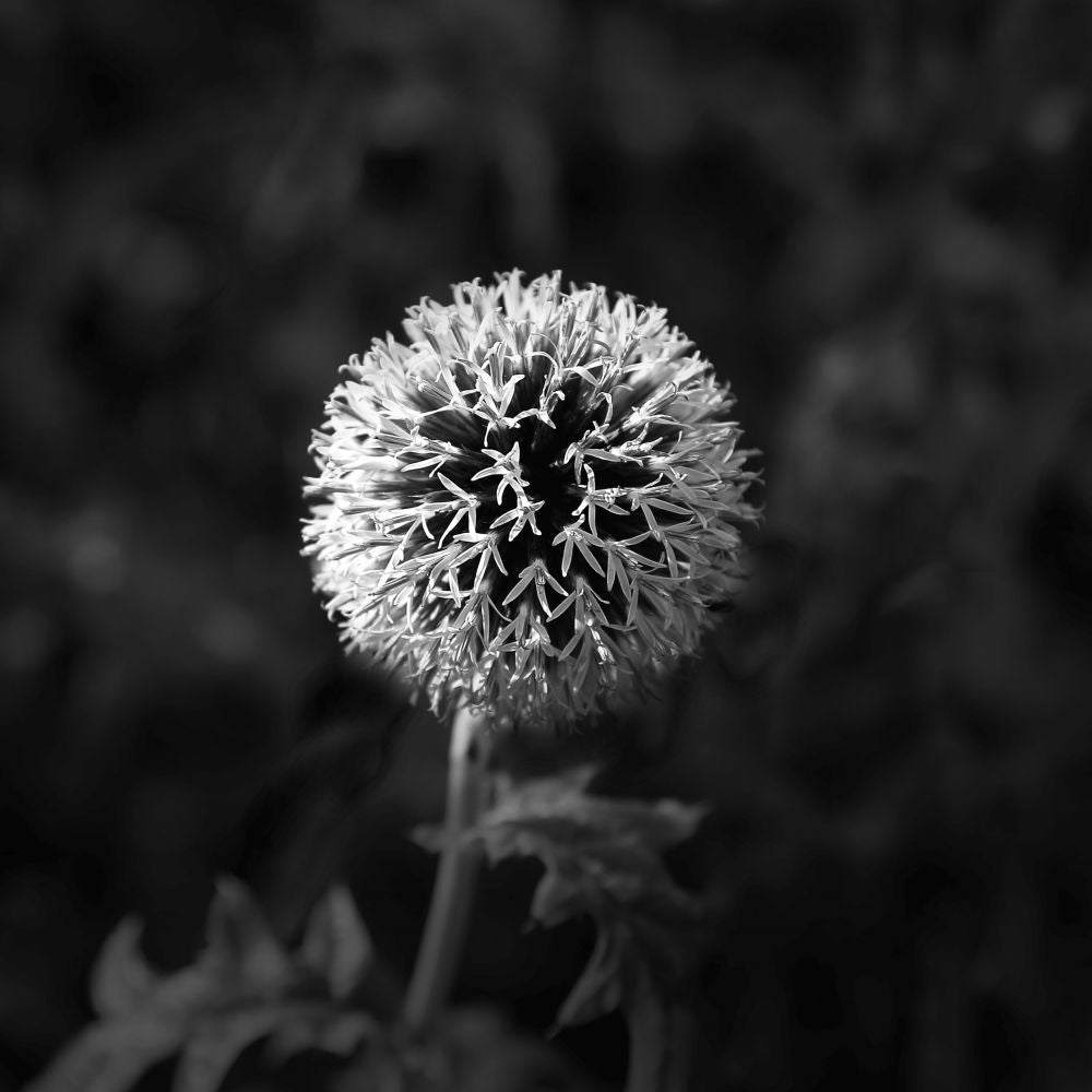 Lazos de una flor.