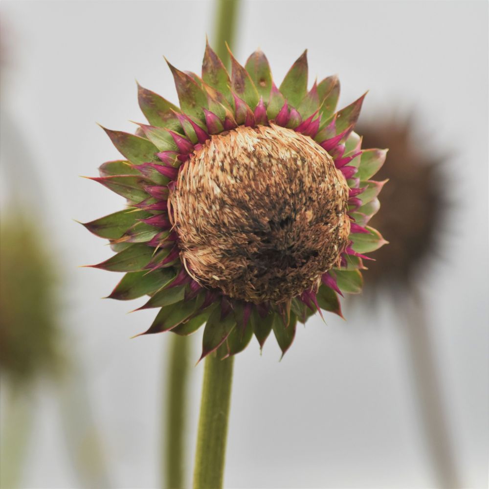 Serie Flores - Flor Silvestre 4