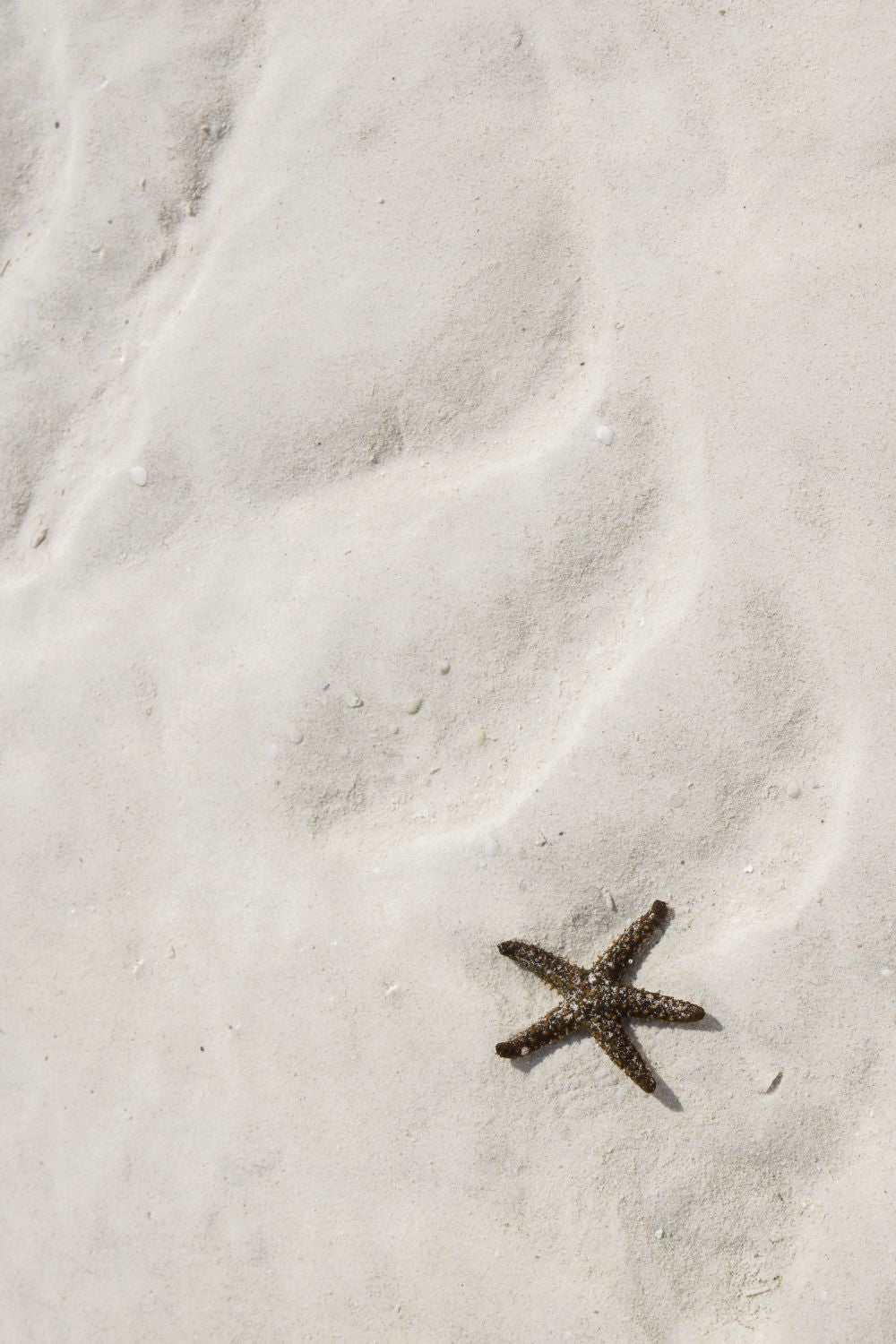 Estrella de mar