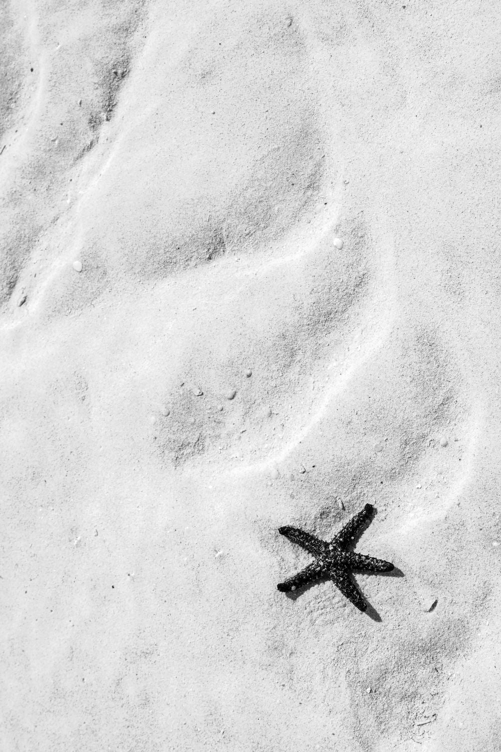 Estrella de mar (B&N)