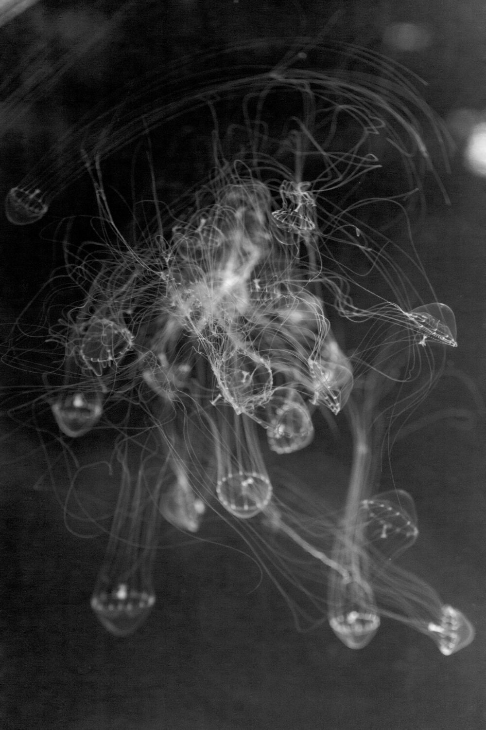 MEDUSAS