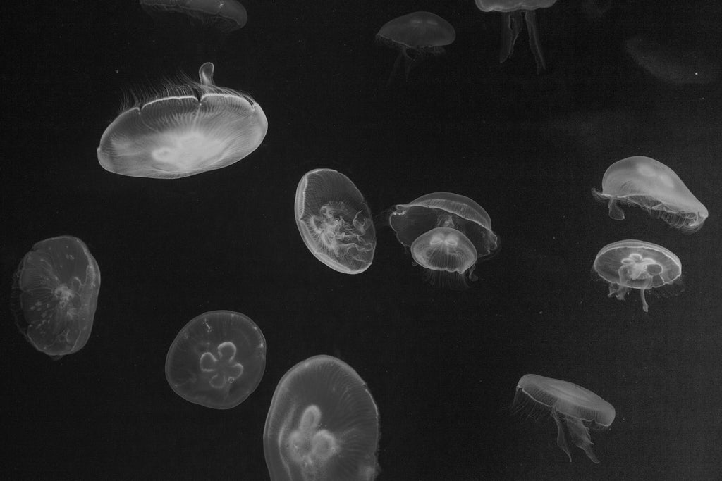 COSMOS