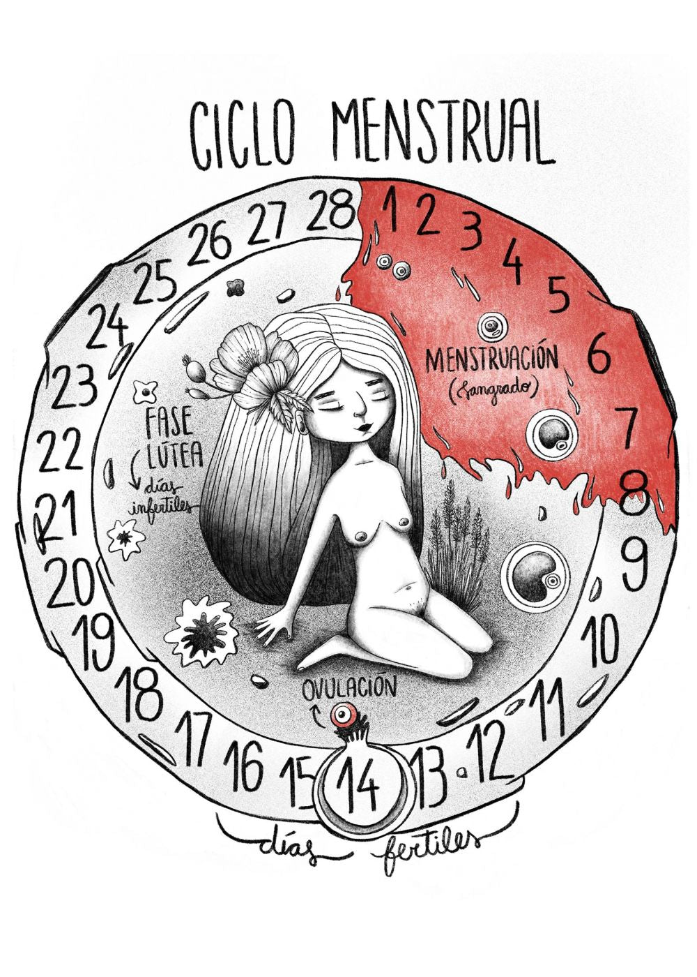 Ciclo menstrual