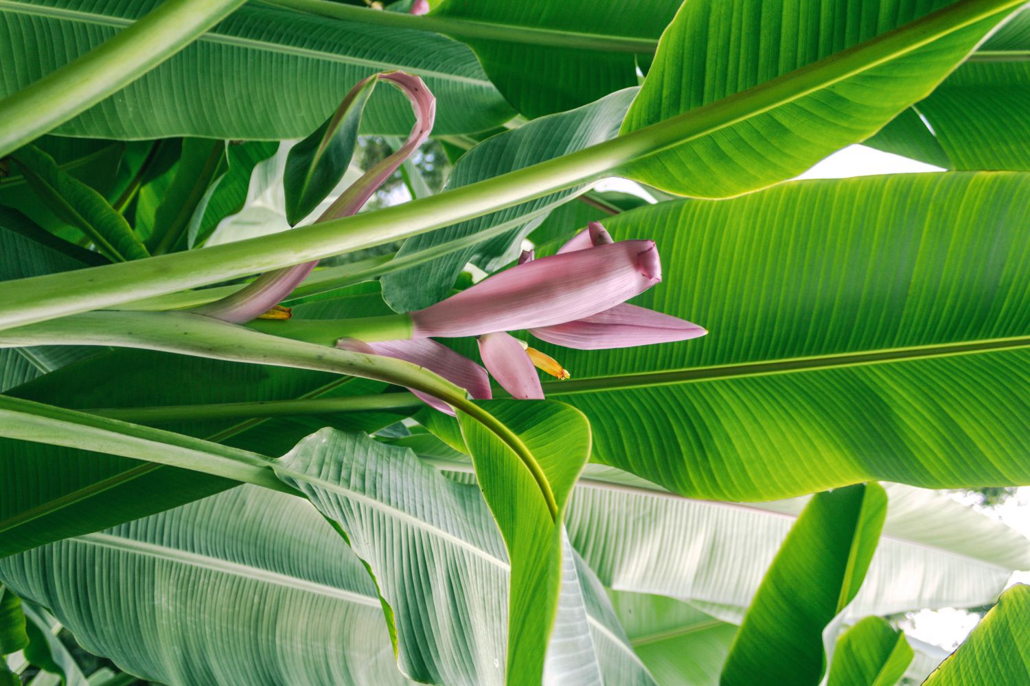 Flor rosada del platano