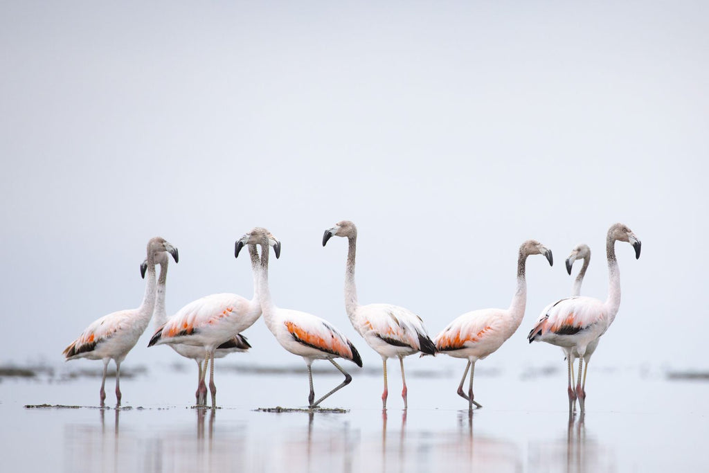 Flamencos