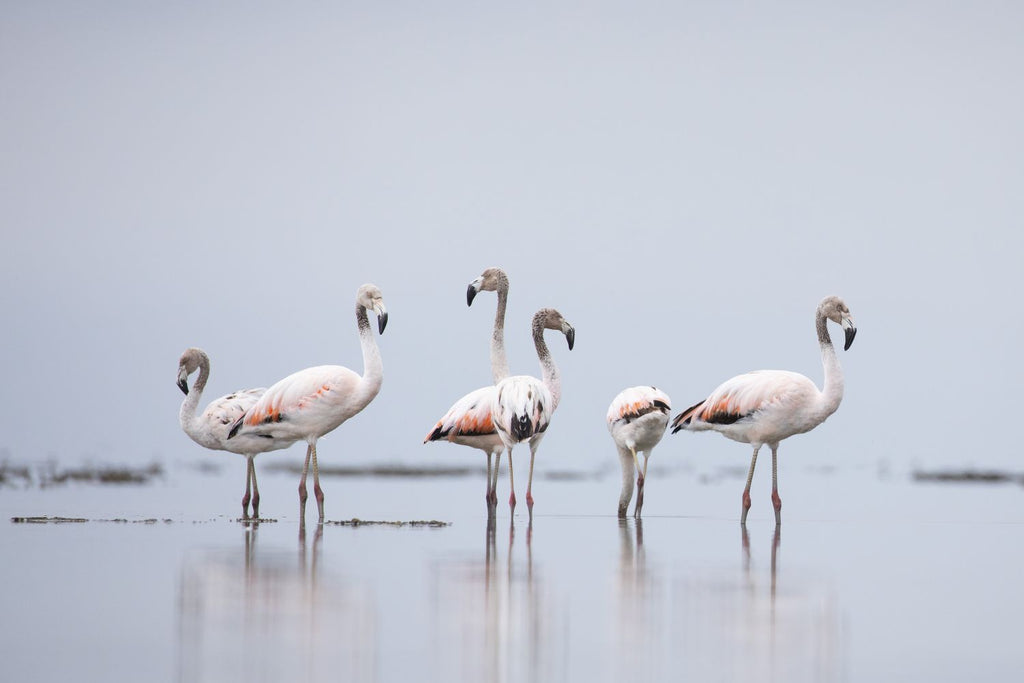 Flamencos 2