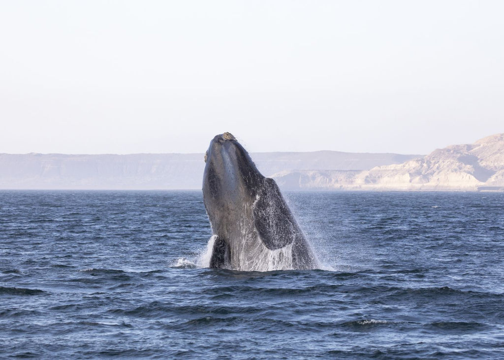 Ballena Franca Austral