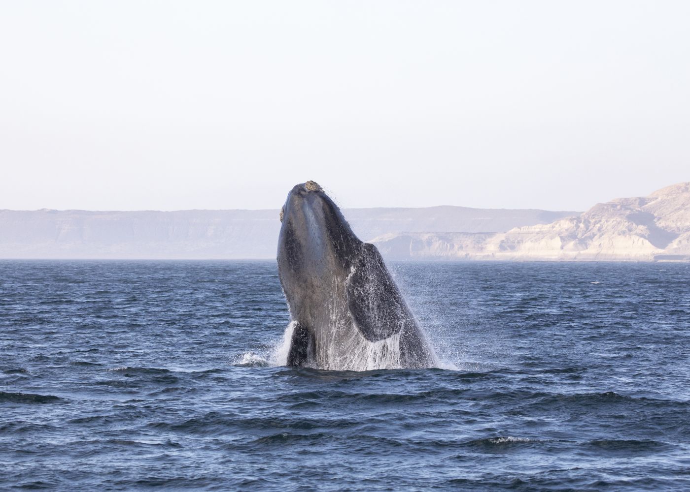 Ballena Franca Austral