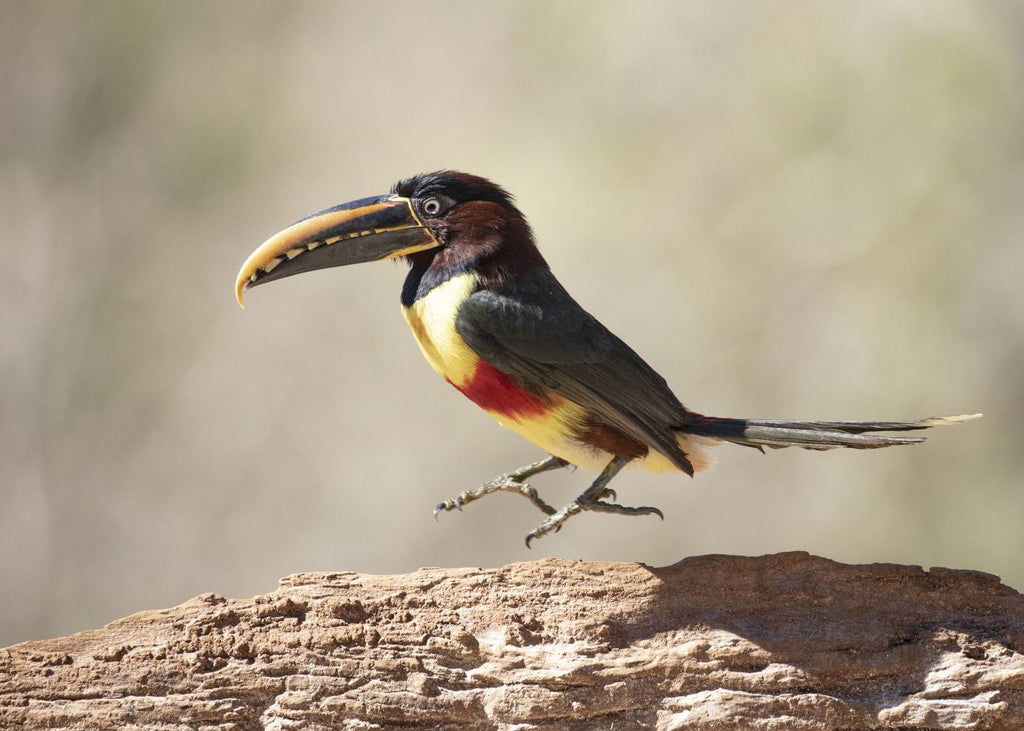 El salto del Arasari Fajado