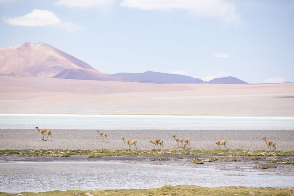 Vicuñas en las alturas