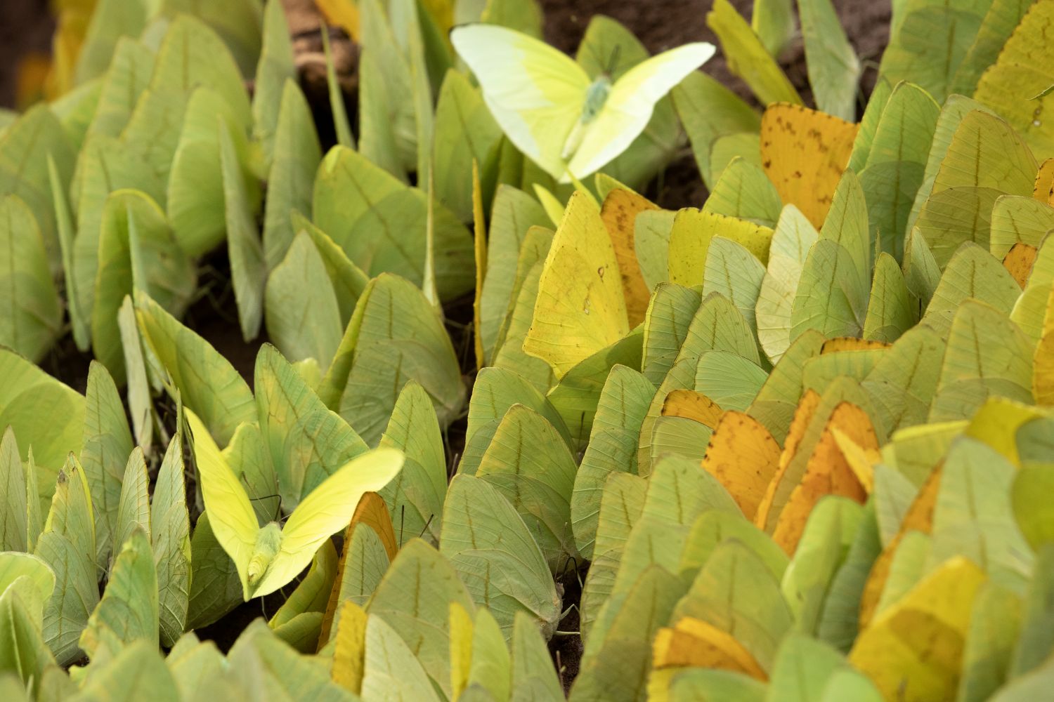 Mariposas