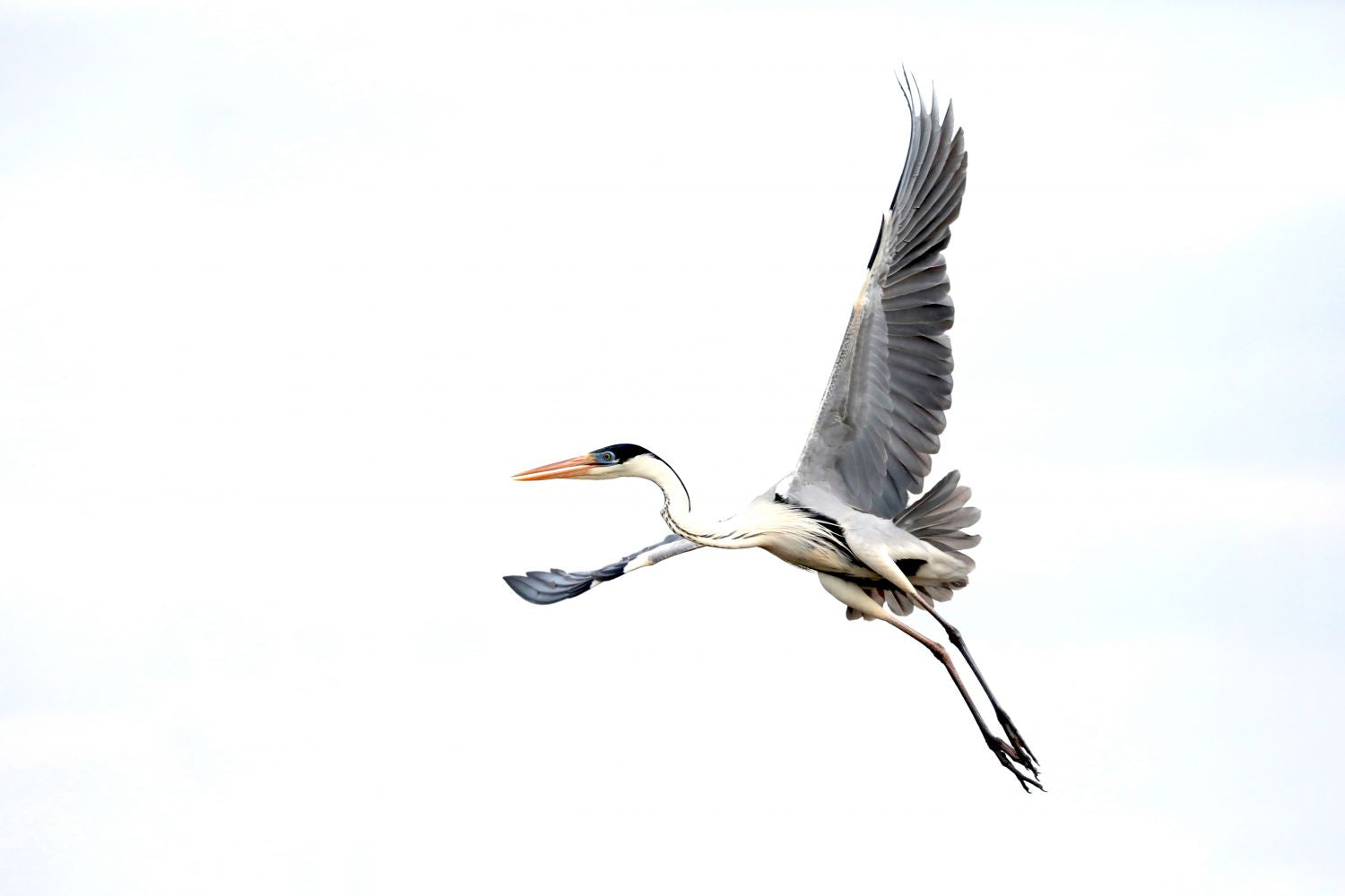 Garza Mora en vuelo