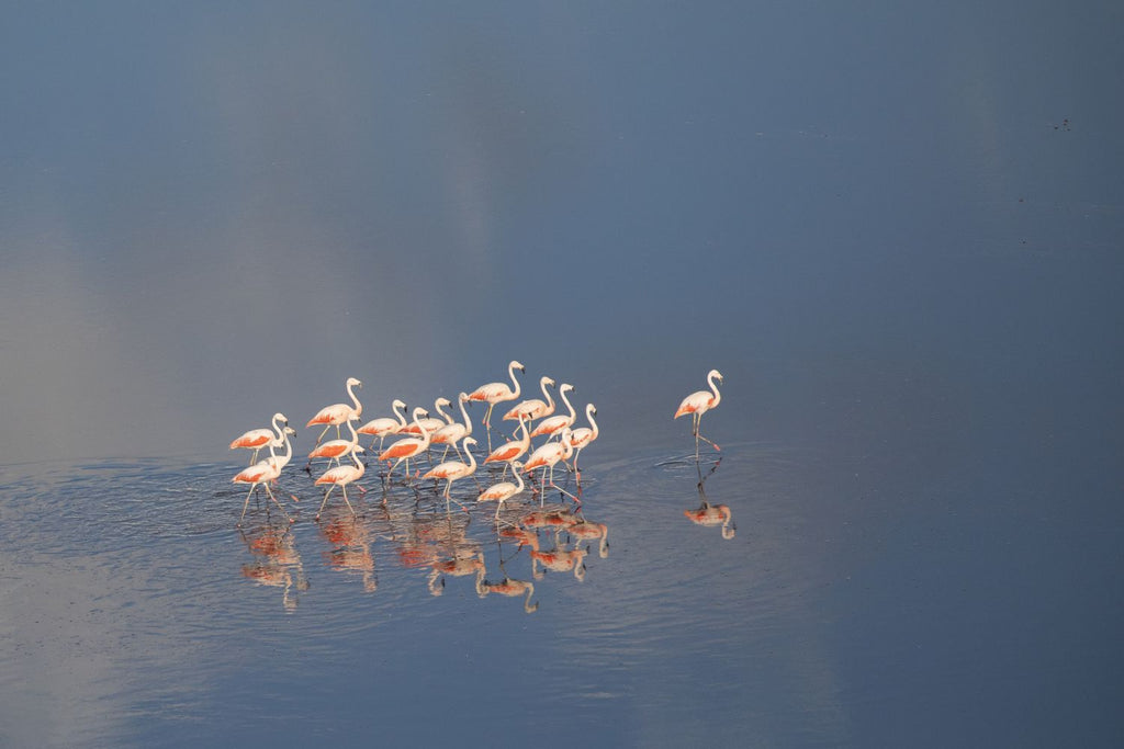 Flamencos Aerea horizontal