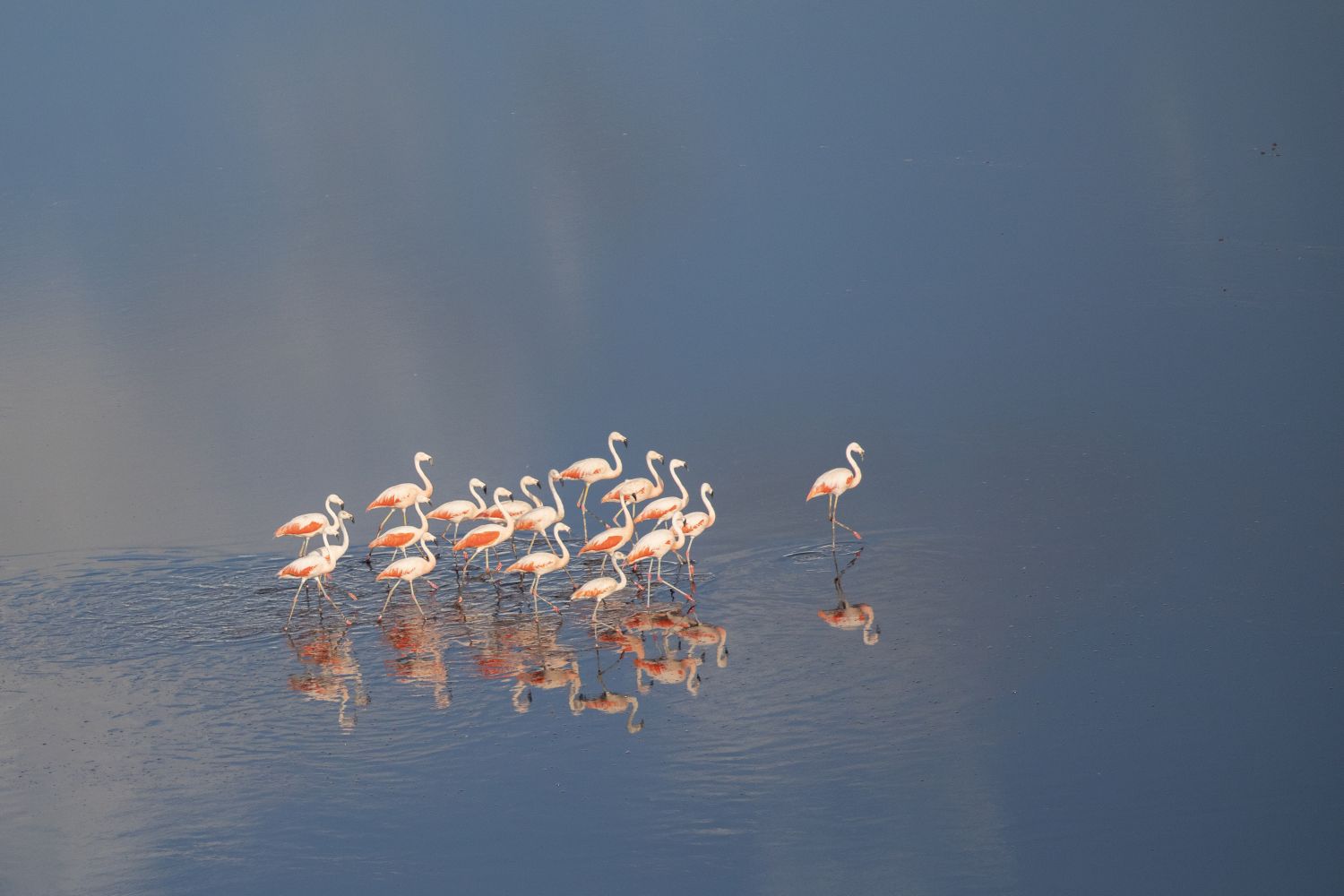 Flamencos Aerea horizontal