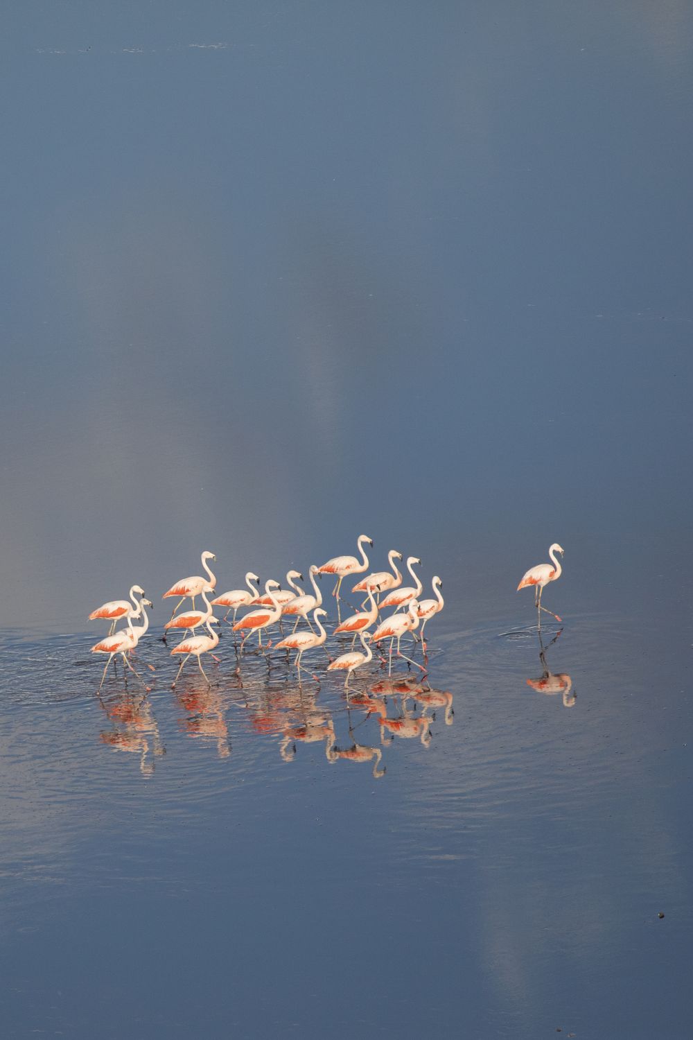 Flamencos aerea Vertical