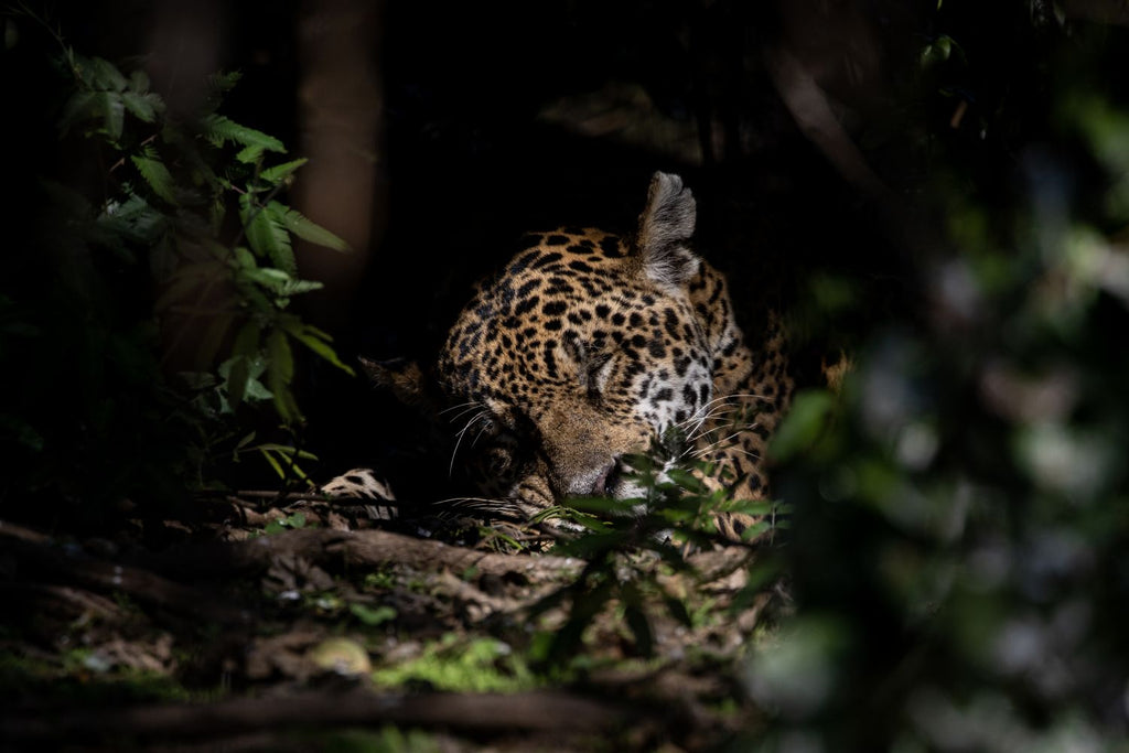 La siesta del Jaguar