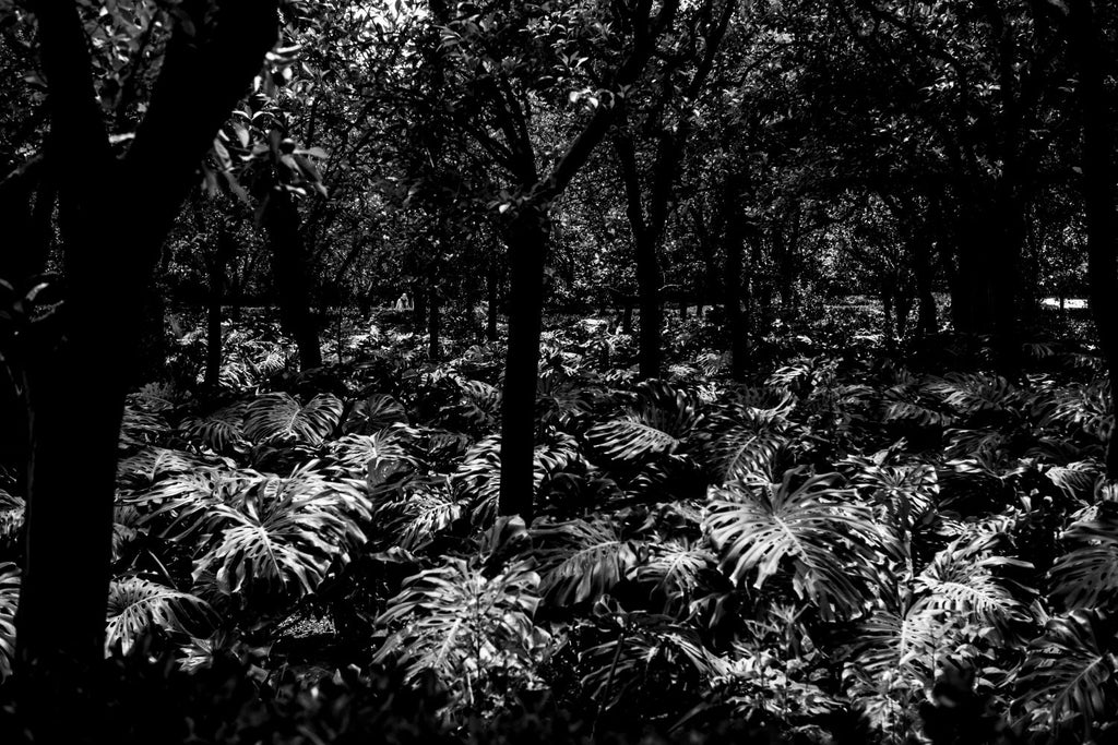 Jardines Reales