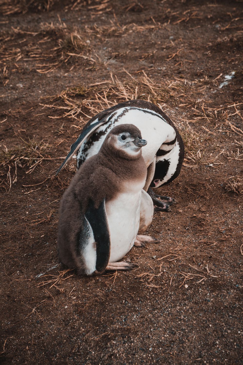Pinguino en Isla Margarita