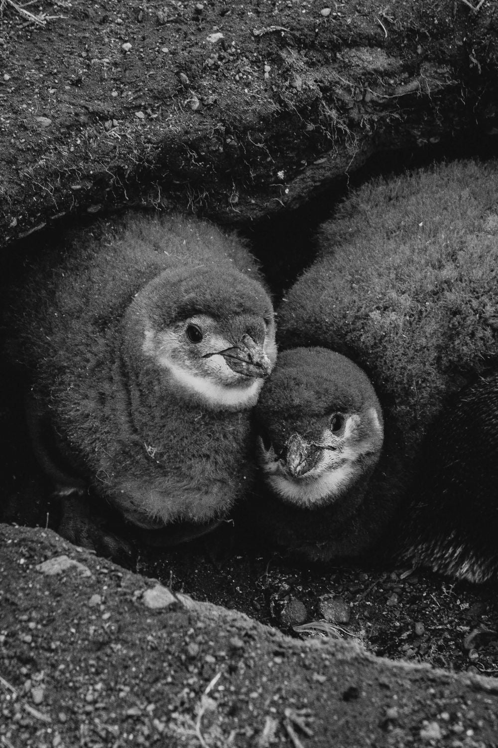 Retrato de Pinguinos Bebes