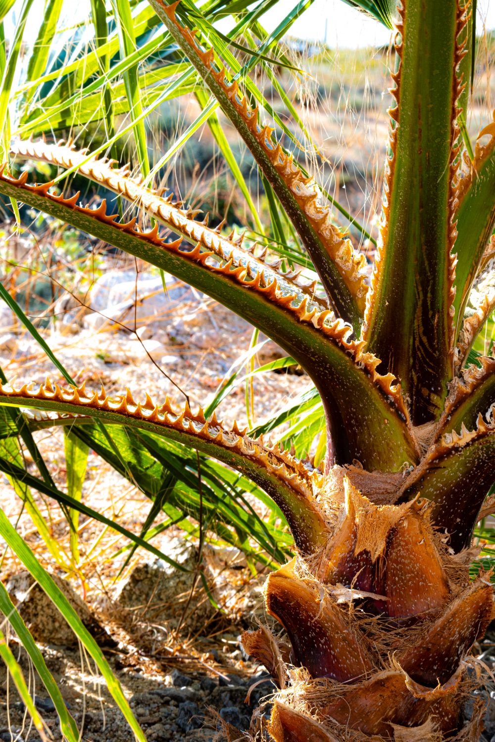Vibrante palmera de vida