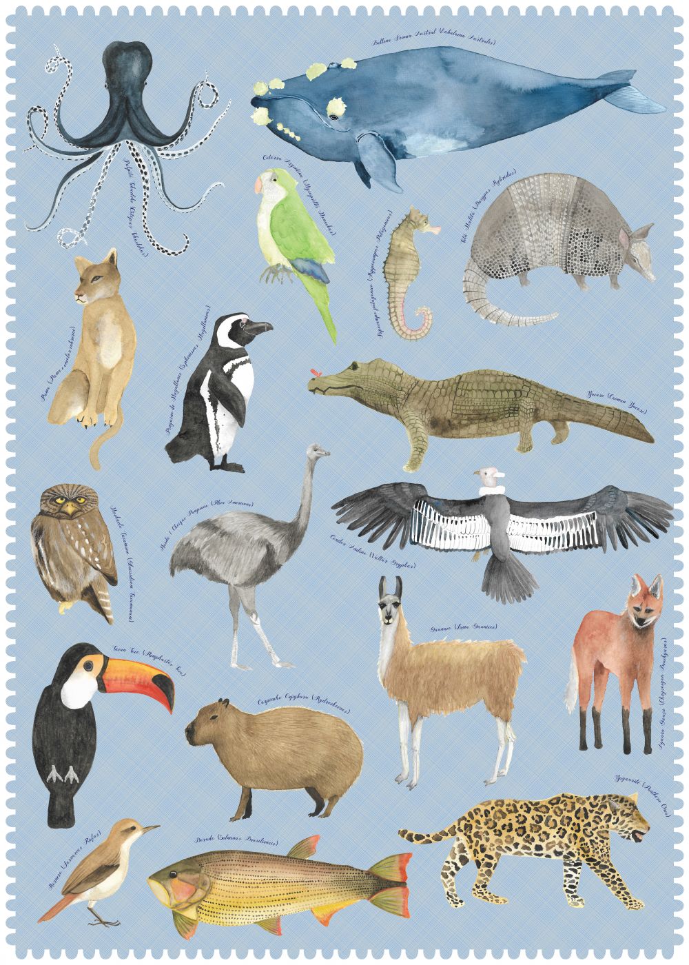 "Postales del Fin del Mundo" - Fauna Argentina