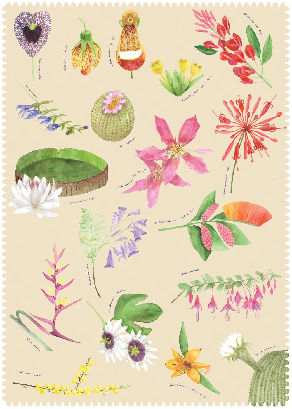 "Postales del Fin del Mundo" - Flora