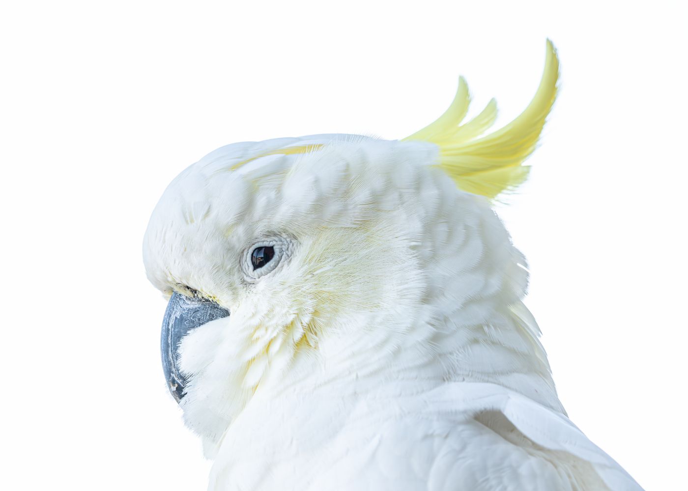 The Cockatoo