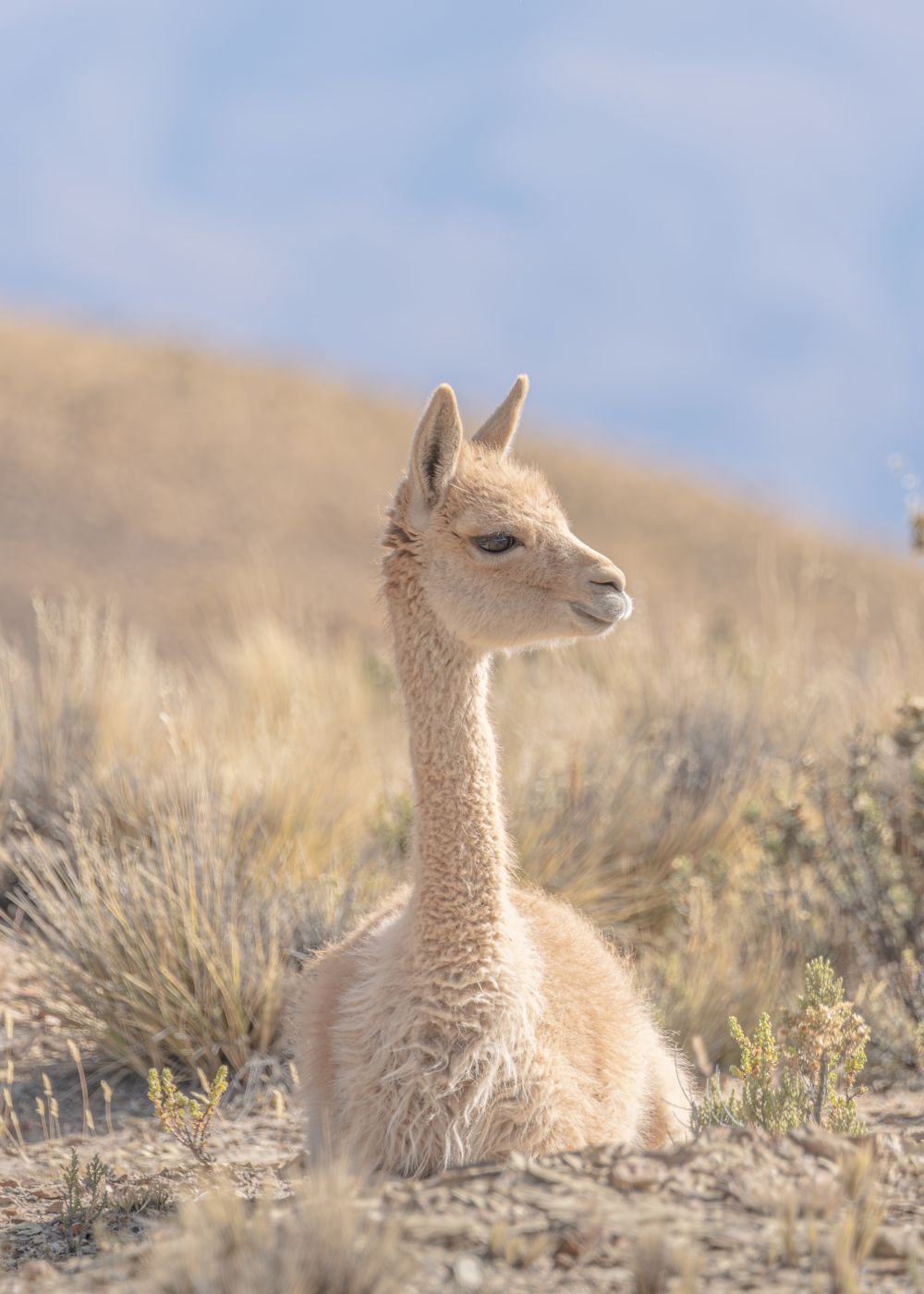 The vicuña 06