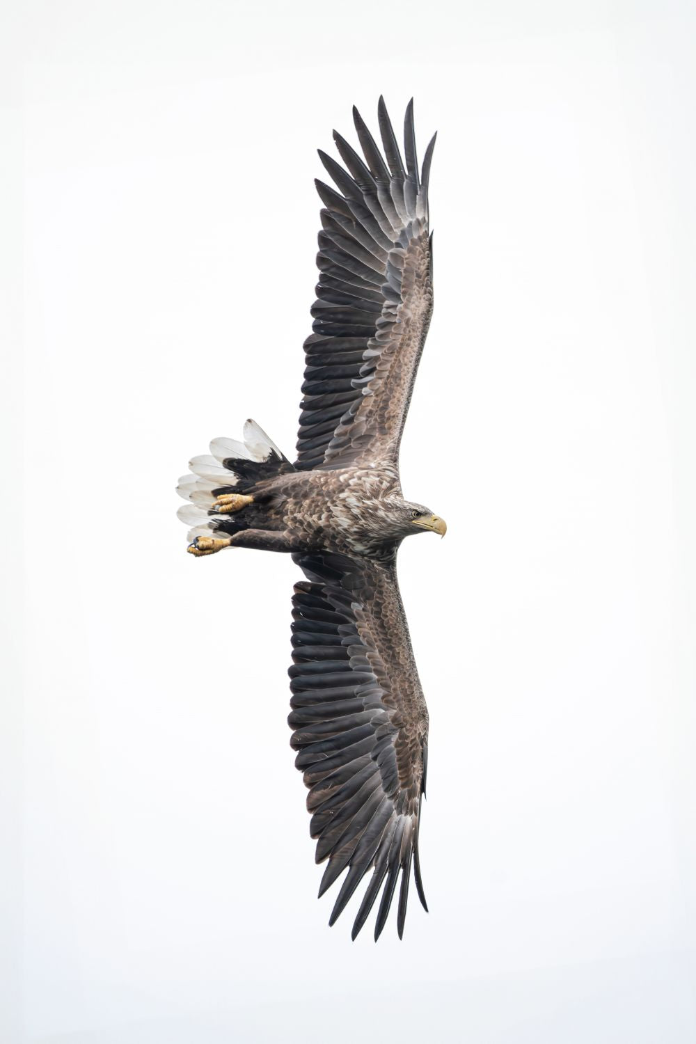 White-Tailed Eagle