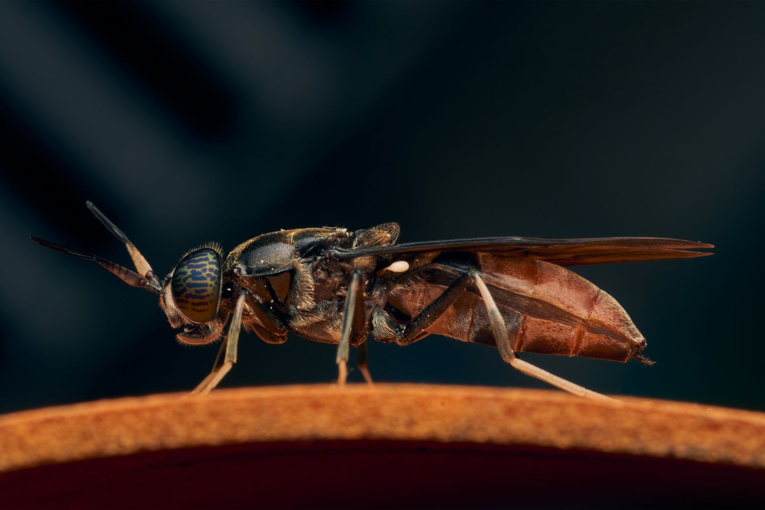 Mosca soldado