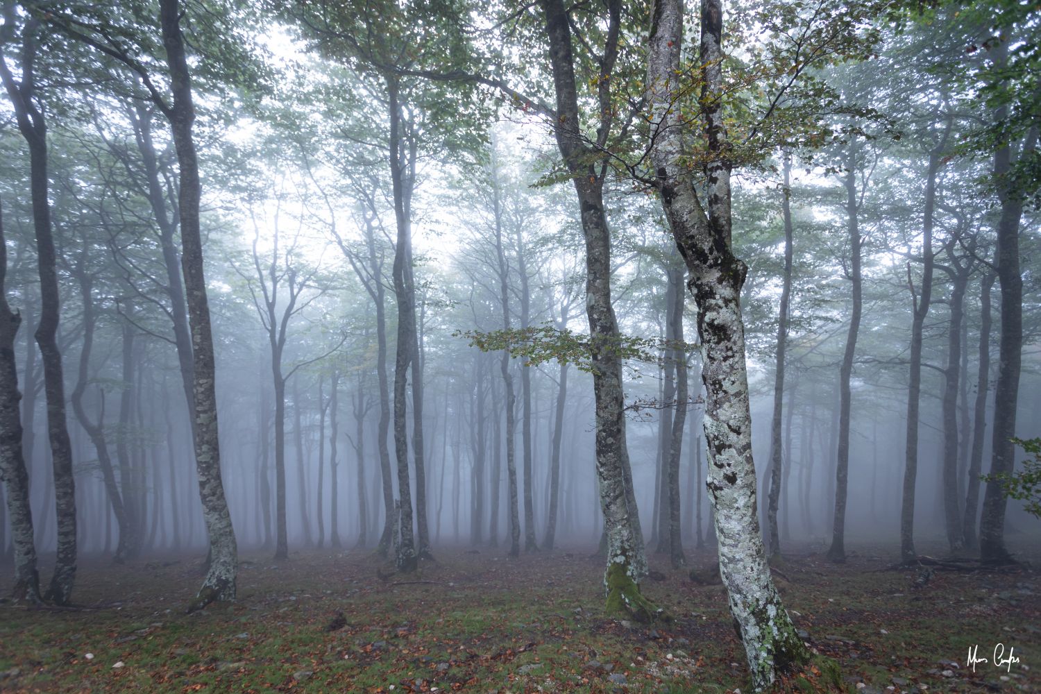 POR ALGUM BOSQUE NA FRANÇA