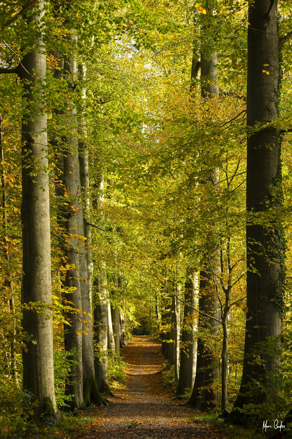 UN SENDERO OTOÑAL - 1