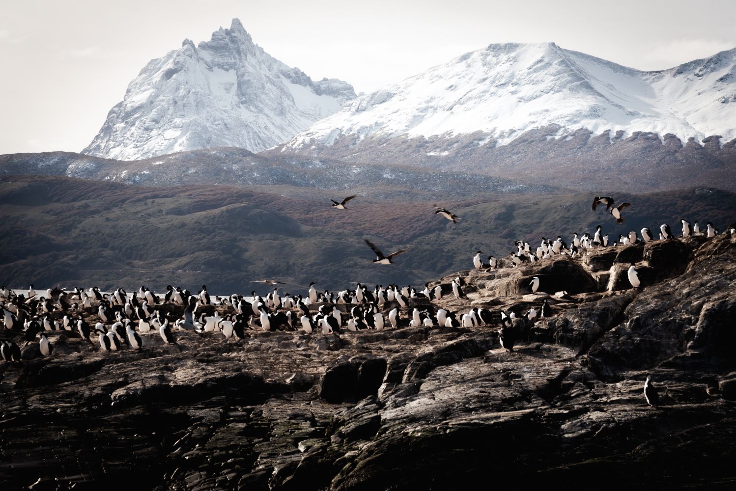 Isla de Pájaros