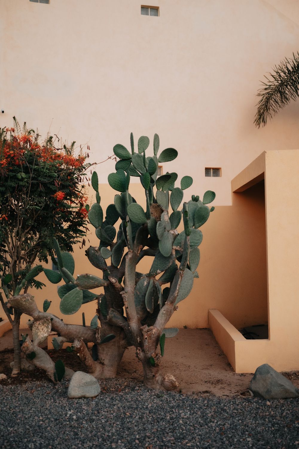 Cerritos, Baja California Sur, México