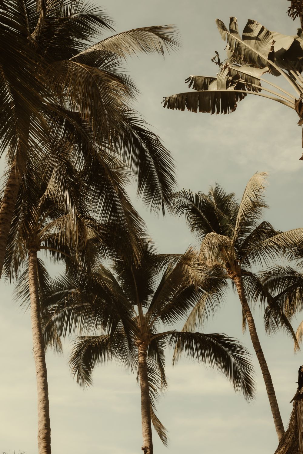 Sayulita Palms. Nayarit, México.