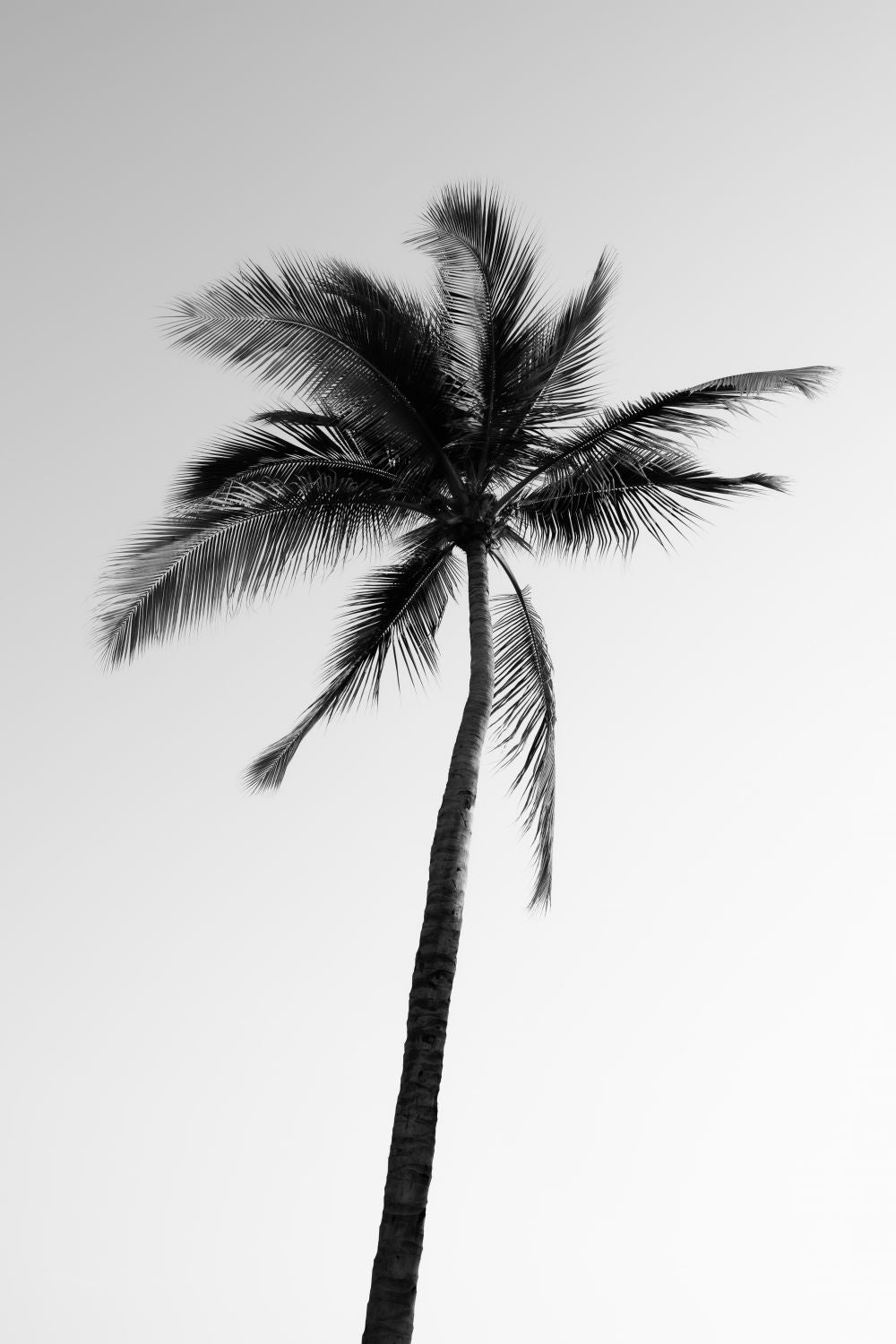 Sayulita Palm. Nayarit, México.