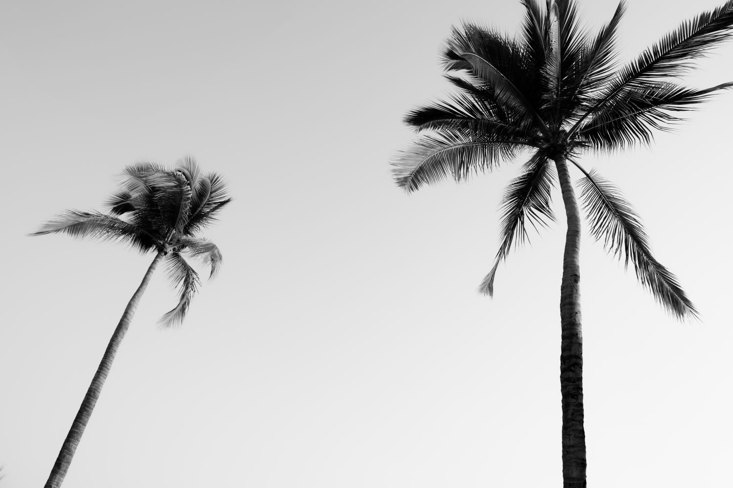 Sayulita Palms. Nayarit, México.