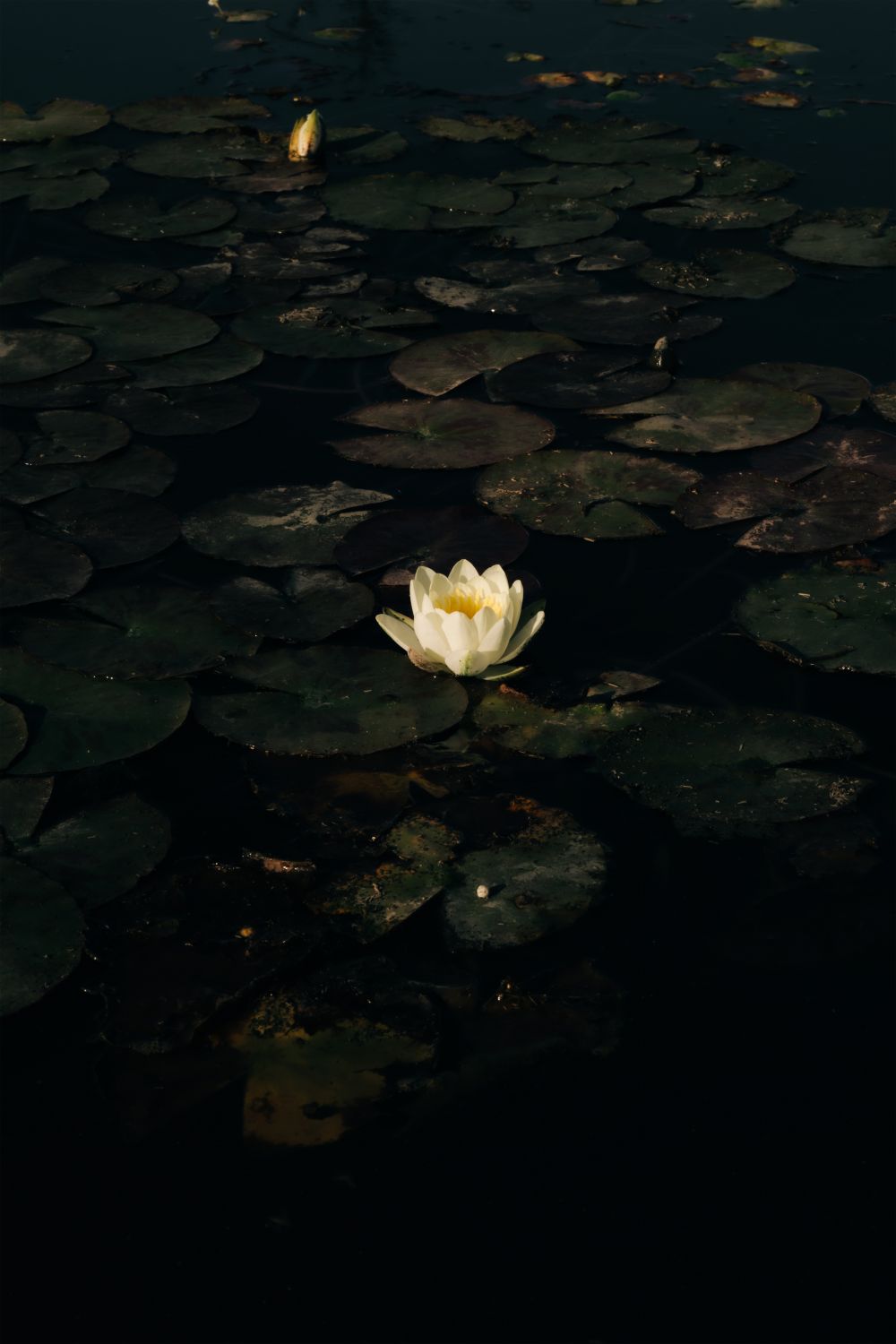 The White Lotus. Poderosa metamorfosis.